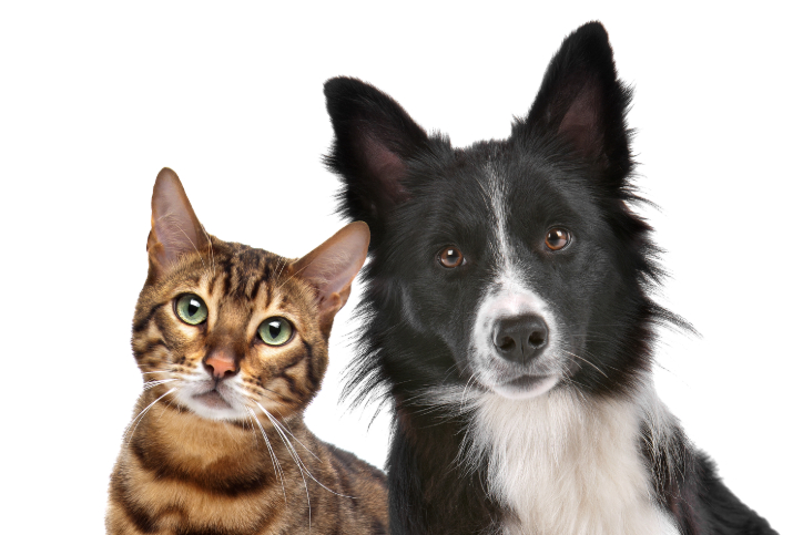 Pet Insurance Guide