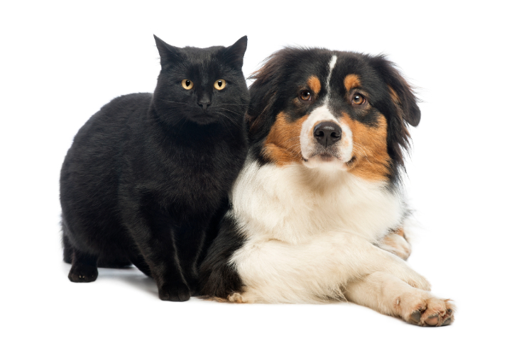 Pet Insurance Guide